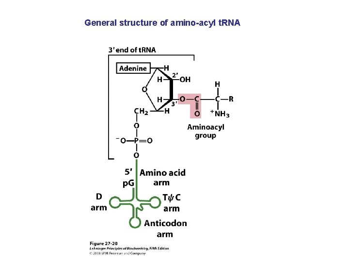 General structure of amino-acyl t. RNA 