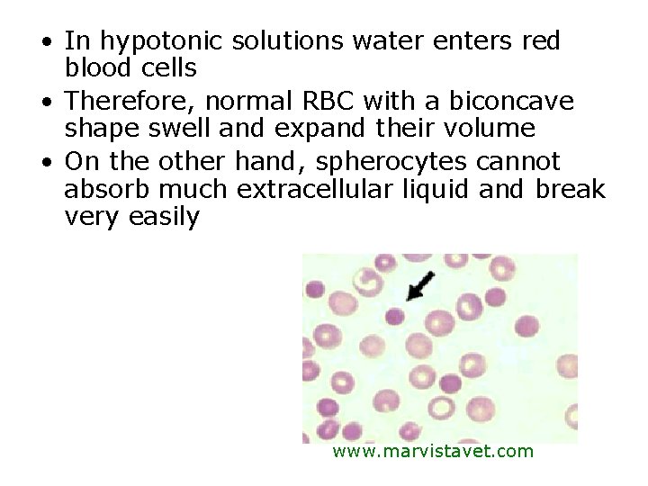 • In hypotonic solutions water enters red blood cells • Therefore, normal RBC • In hypotonic solutions water enters red blood cells • Therefore, normal RBC