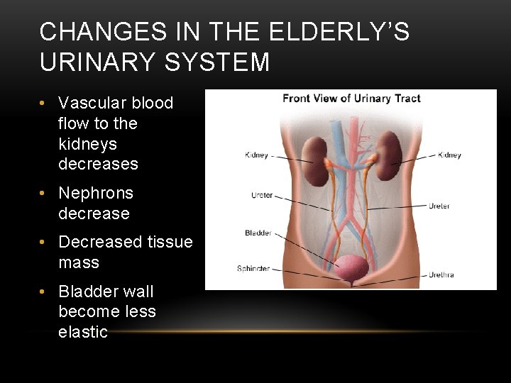 CHANGES IN THE ELDERLY’S URINARY SYSTEM • Vascular blood flow to the kidneys decreases