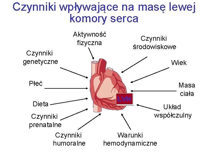 Czynniki wpływające na masę lewej komory serca Aktywność fizyczna Czynniki środowiskowe Czynniki genetyczne Wiek