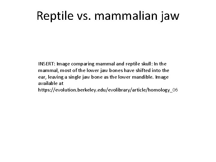 Reptile vs. mammalian jaw INSERT: Image comparing mammal and reptile skull: In the mammal,