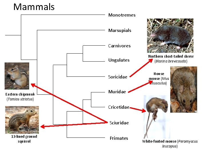 Mammals Monotremes Marsupials Carnivores Eastern chipmunk (Tamias striatus) Ungulates Northern short-tailed shrew (Blarina brevicauda)