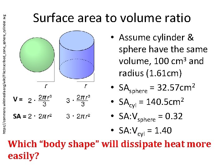 https: //commons. wikimedia. org/wiki/File: Inscribed_cone_sphere_cylinder. svg Surface area to volume ratio • Assume cylinder