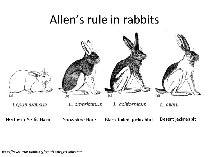 Allen’s rule in rabbits Northern Arctic Hare Snowshoe Hare https: //www. mun. ca/biology/scarr/Lepus_variation. htm