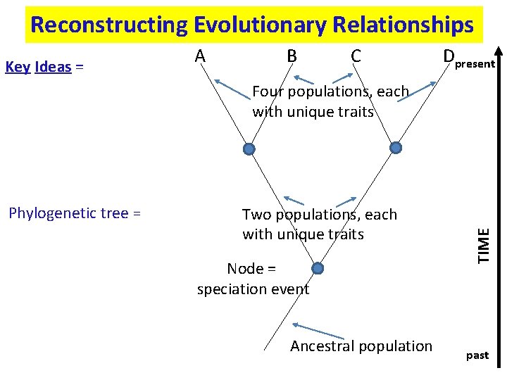 Reconstructing Evolutionary Relationships Key Ideas = A B C Dpresent Phylogenetic tree = Two