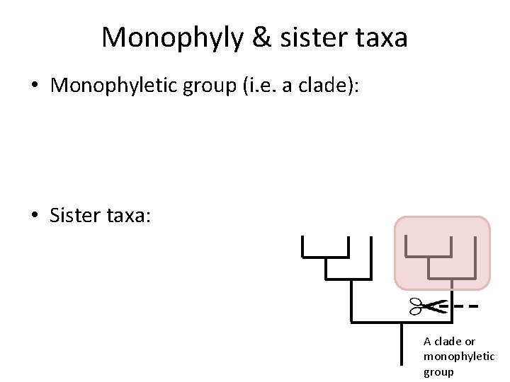 Monophyly & sister taxa • Monophyletic group (i. e. a clade): • Sister taxa: