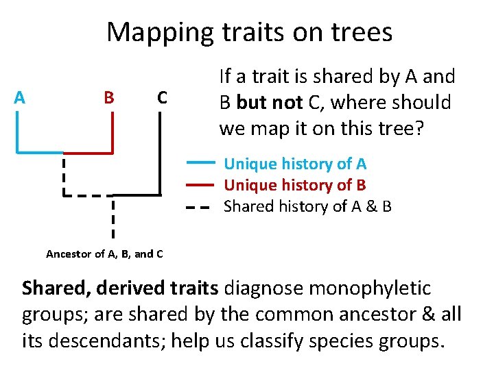 Mapping traits on trees A B C If a trait is shared by A