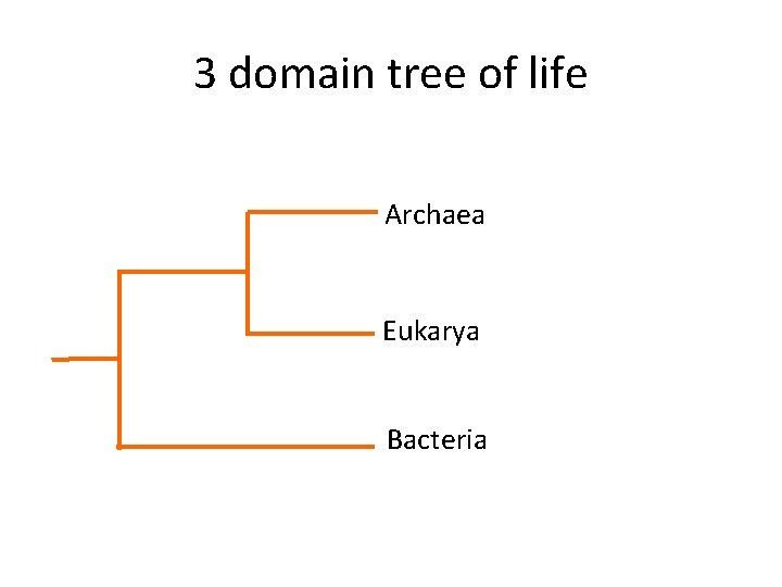 3 domain tree of life Archaea Eukarya Bacteria 