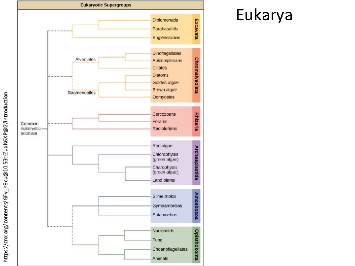 https: //cnx. org/contents/GFy_h 8 cu@10. 53: r. Zud. N 6 XP@2/Introduction Eukarya 