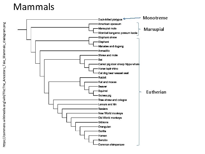 https: //commons. wikimedia. org/wiki/File: The_Ancestors_Tale_Mammals_cladogram. png Mammals Monotreme Marsupial Eutherian 