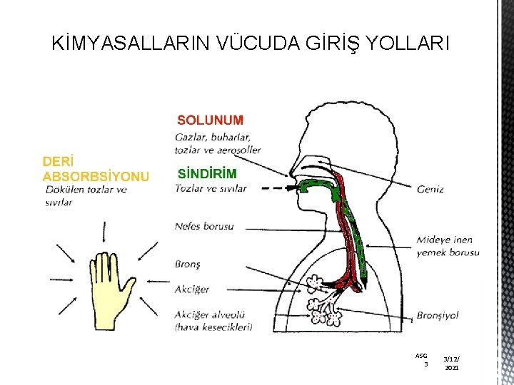 KİMYASALLARIN VÜCUDA GİRİŞ YOLLARI ASG 3 3/12/ 2021 