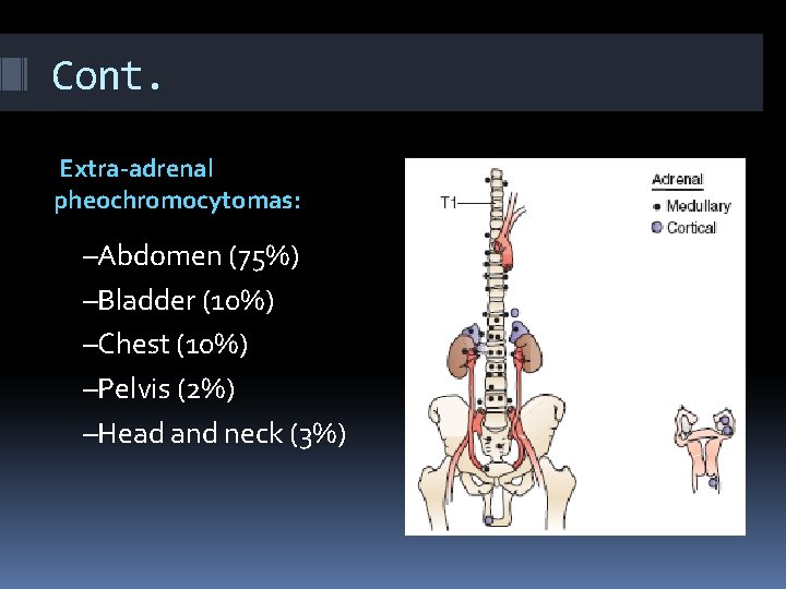 Cont. Extra-adrenal pheochromocytomas: –Abdomen (75%) –Bladder (10%) –Chest (10%) –Pelvis (2%) –Head and neck