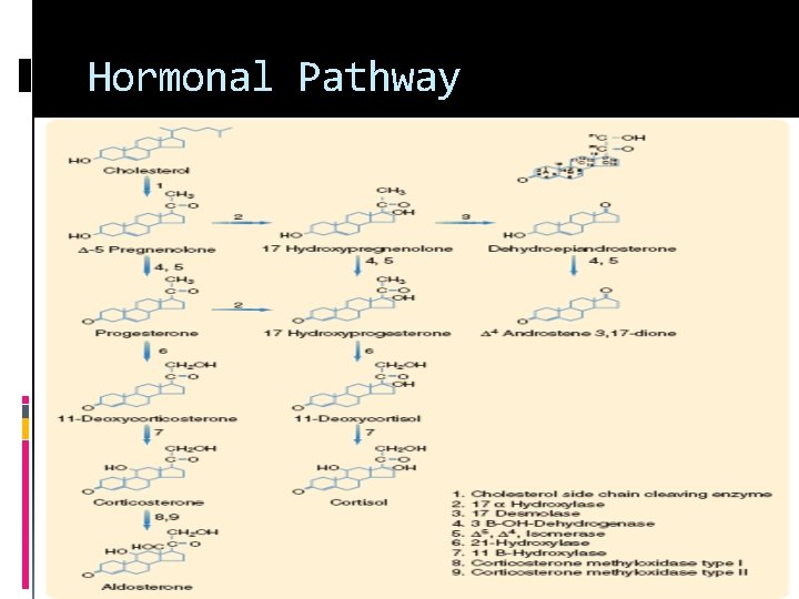 Hormonal Pathway 