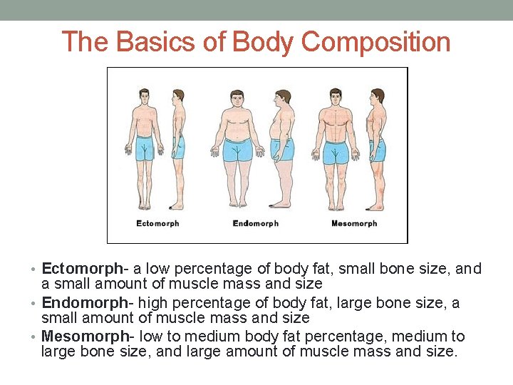 The Basics of Body Composition • Ectomorph- a low percentage of body fat, small