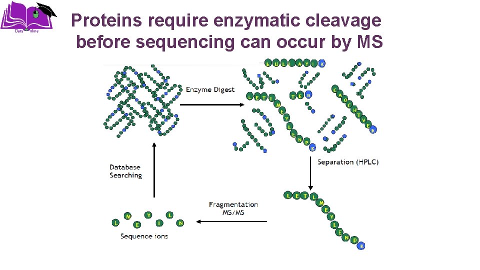 Proteins require enzymatic cleavage before sequencing can occur by MS 