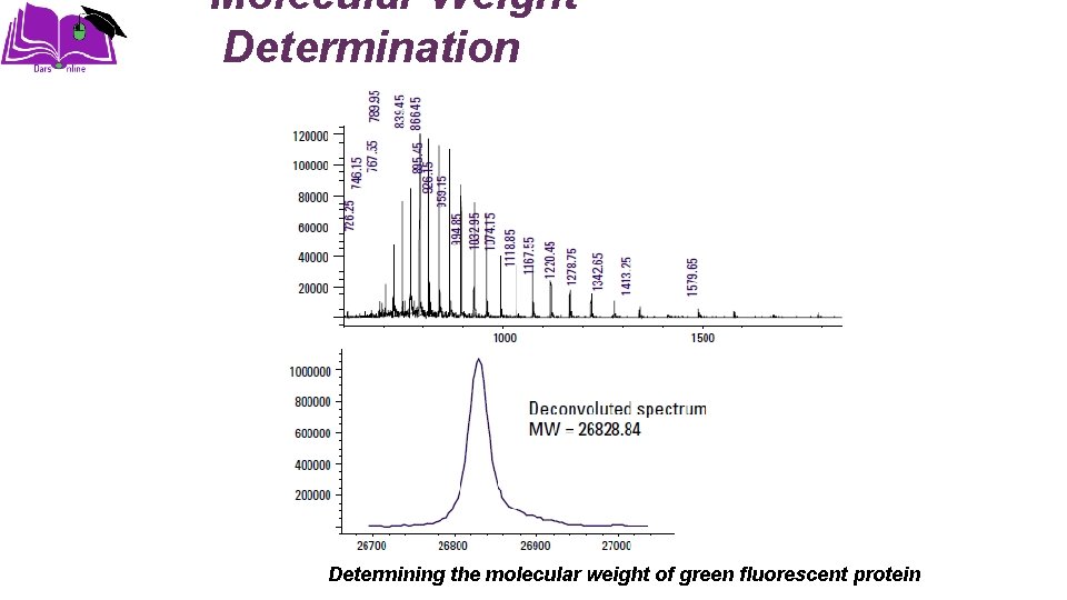 Molecular Weight Determination Determining the molecular weight of green fluorescent protein 