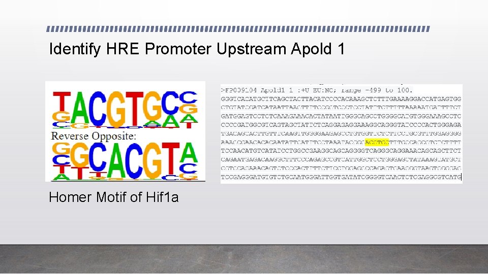 Identify HRE Promoter Upstream Apold 1 Homer Motif of Hif 1 a 