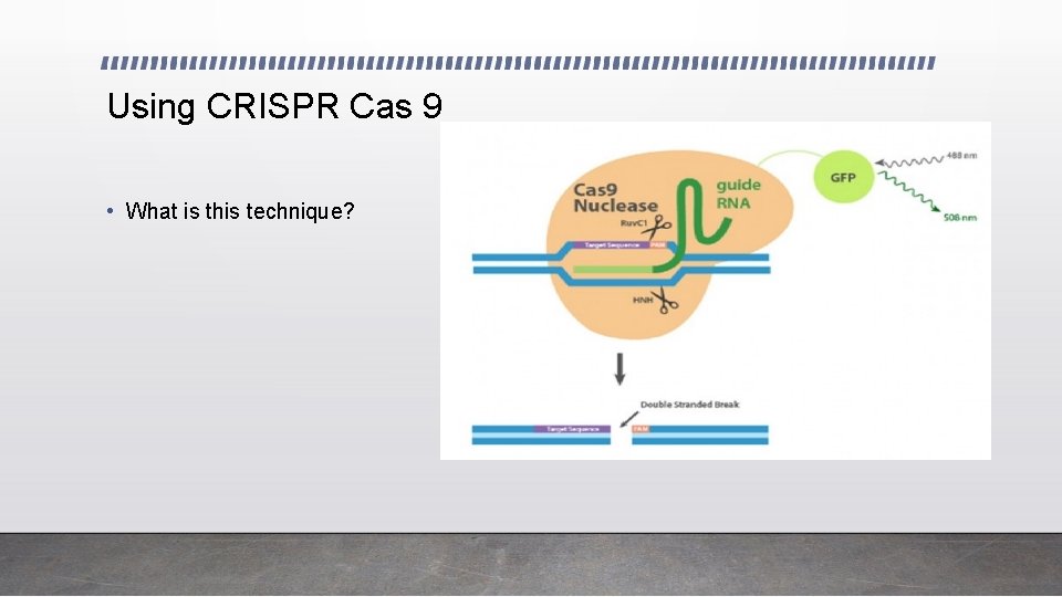 Using CRISPR Cas 9 • What is this technique? 