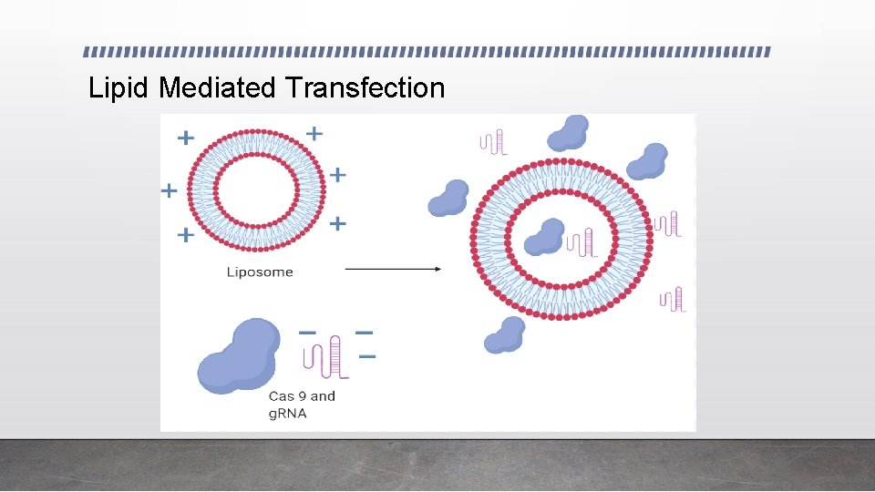 Lipid Mediated Transfection 