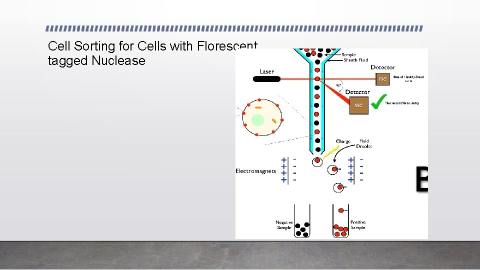 Cell Sorting for Cells with Florescent tagged Nuclease 