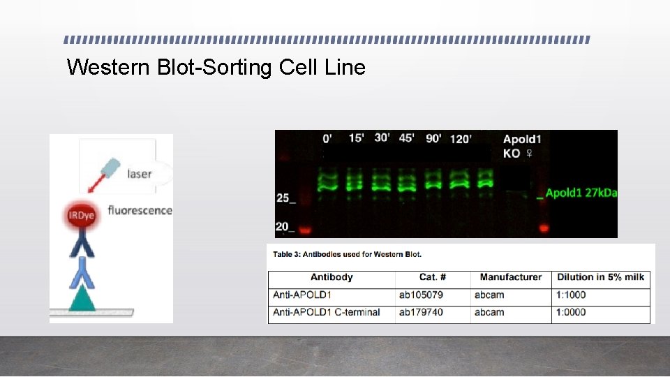 Western Blot-Sorting Cell Line 