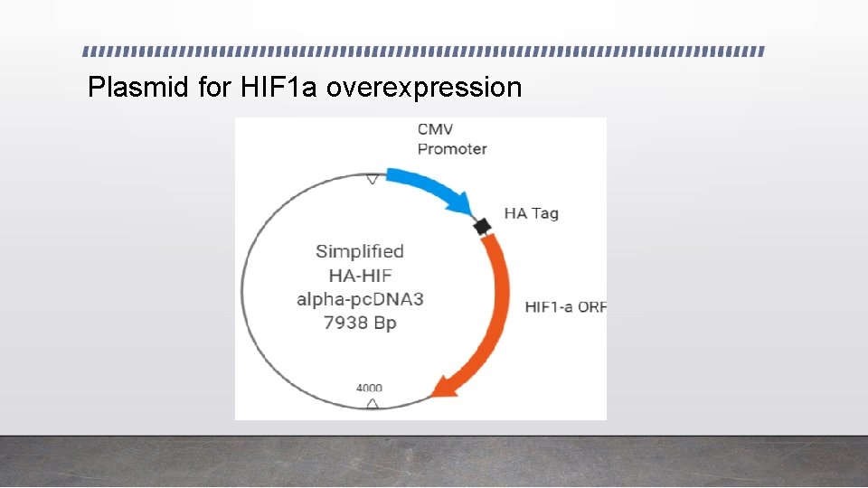 Plasmid for HIF 1 a overexpression 