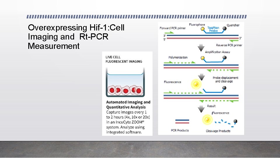 Overexpressing Hif-1: Cell Imaging and Rt-PCR Measurement 