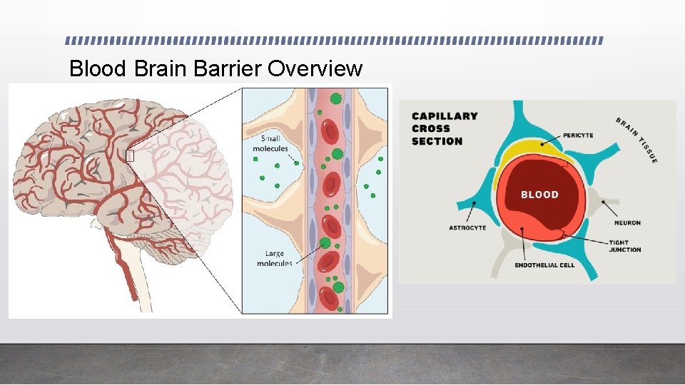 Blood Brain Barrier Overview 
