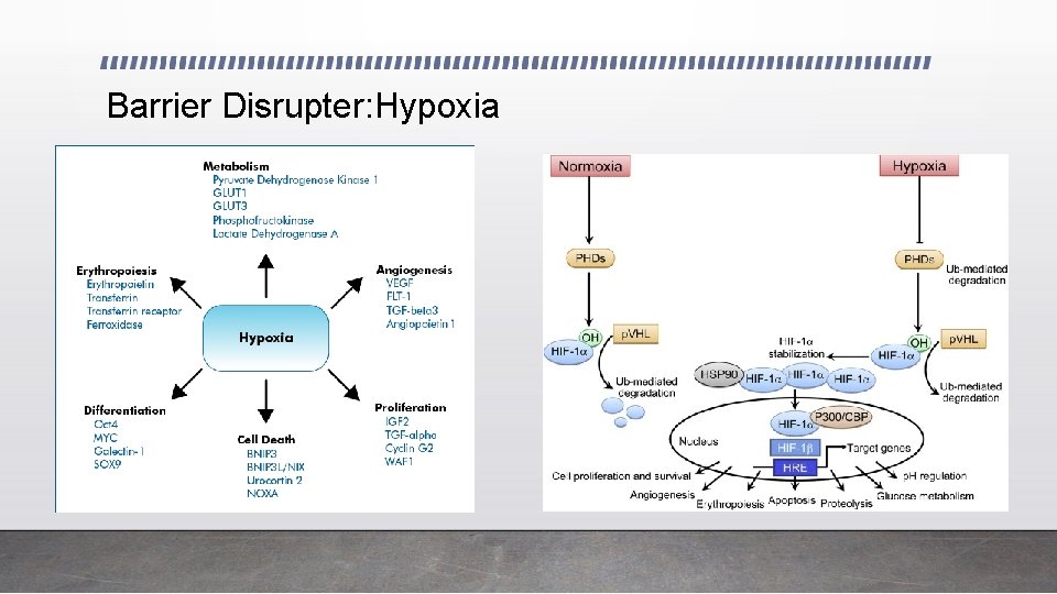 Barrier Disrupter: Hypoxia 0. 117 0. 00166 