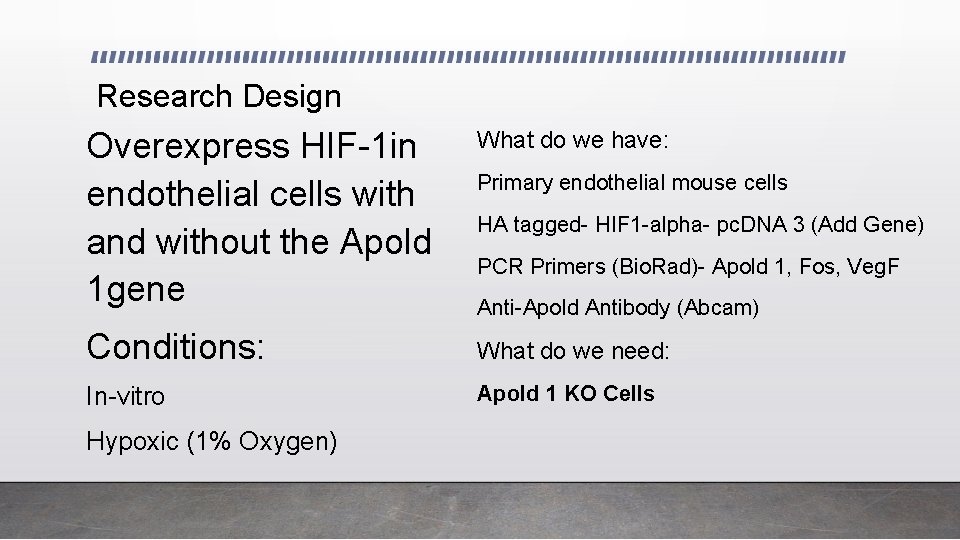 Research Design Overexpress HIF-1 in endothelial cells with and without the Apold 1 gene