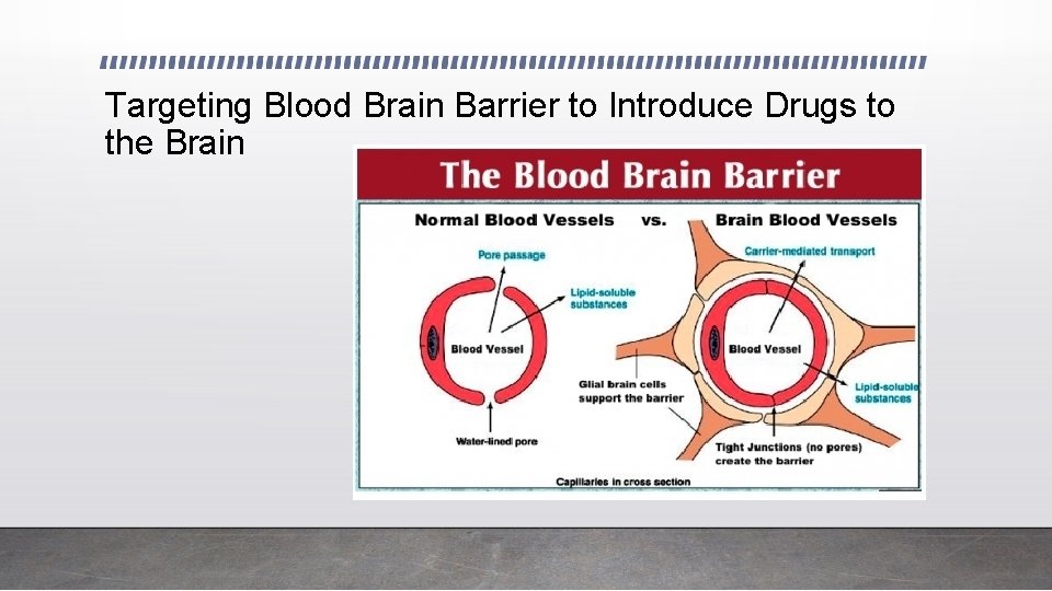 Targeting Blood Brain Barrier to Introduce Drugs to the Brain 