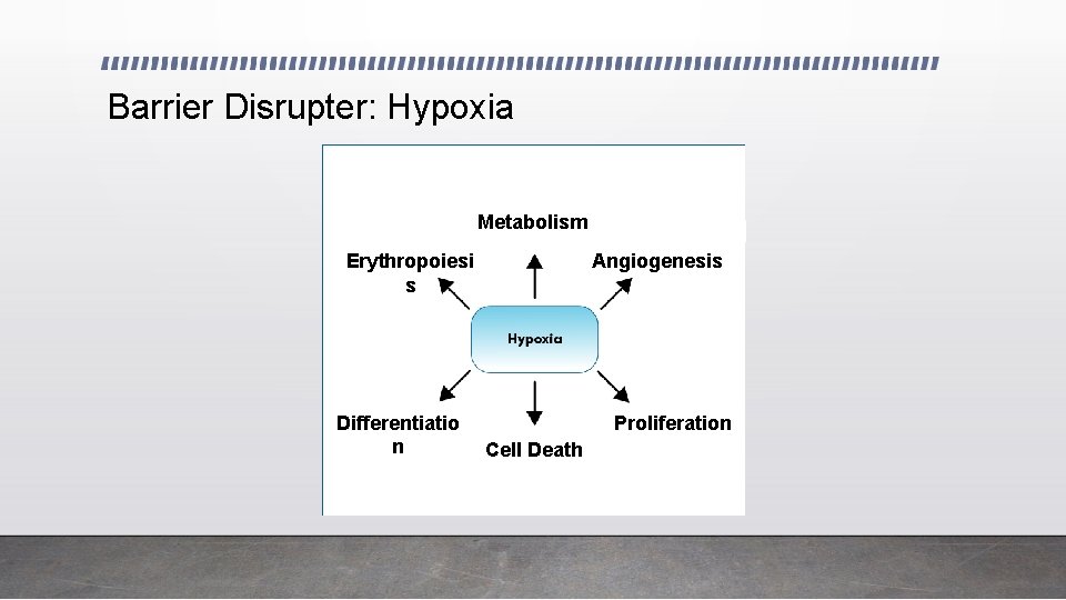 Barrier Disrupter: Hypoxia Metabolism Angiogenesis Erythropoiesi s Differentiatio n Proliferation Cell Death 