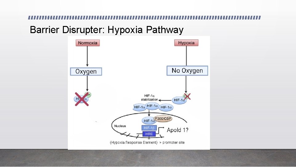 Barrier Disrupter: Hypoxia Pathway 