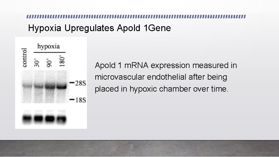 Hypoxia Upregulates Apold 1 Gene Apold 1 m. RNA expression measured in microvascular endothelial