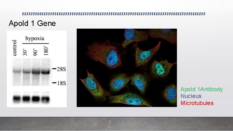 Apold 1 Gene Apold 1 Antibody Nucleus Microtubules 