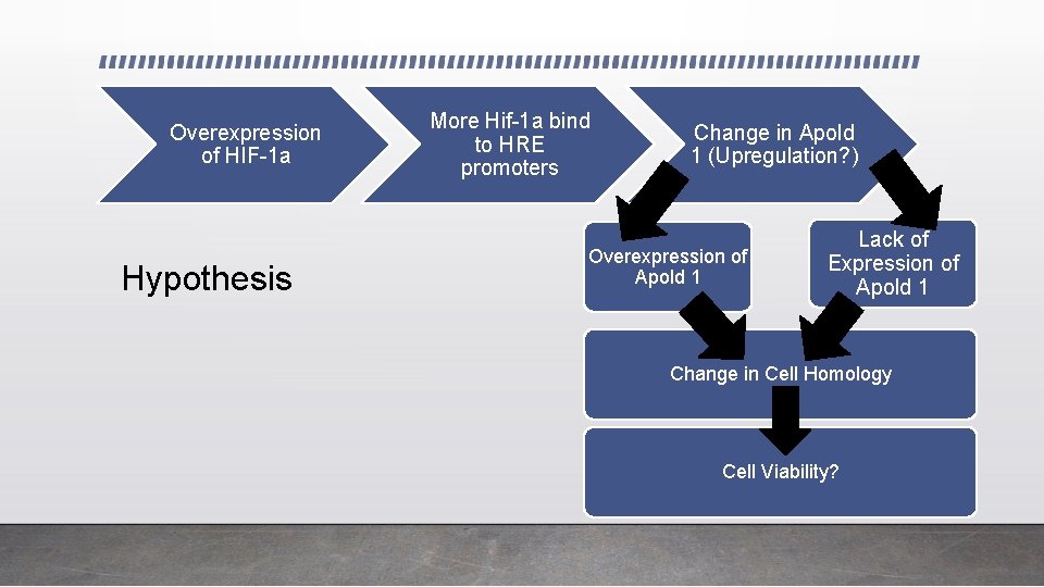 Overexpression of HIF-1 a Hypothesis More Hif-1 a bind to HRE promoters Change in