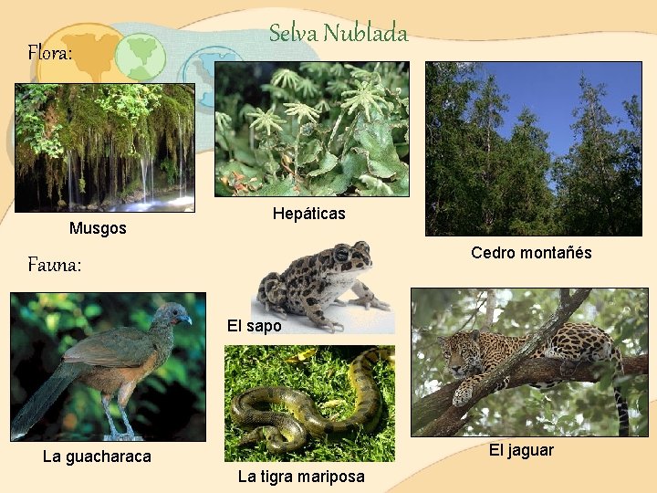 Flora: Musgos Selva Nublada Hepáticas Cedro montañés Fauna: El sapo El jaguar La guacharaca