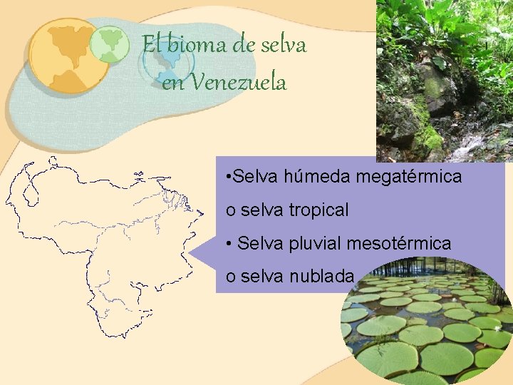 El bioma de selva en Venezuela • Selva húmeda megatérmica o selva tropical •