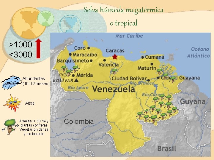Selva húmeda megatérmica o tropical >1000 <3000 Abundantes (10 -12 meses) PICO Altas Árboles