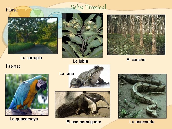 Selva Tropical Flora: La sarrapia Fauna: La jubia El caucho La rana La guacamaya