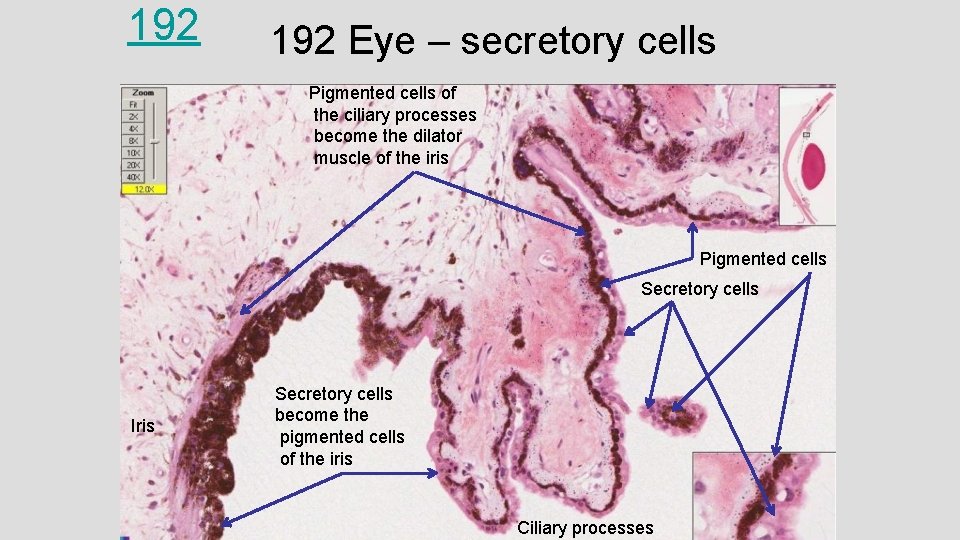 192 Eye – secretory cells Pigmented cells of the ciliary processes become the dilator