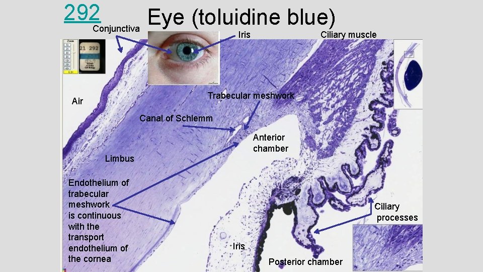 292 Conjunctiva Eye (toluidine blue) Iris Ciliary muscle Trabecular meshwork Air Canal of Schlemm