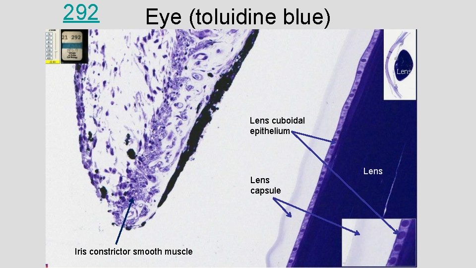 292 Eye (toluidine blue) Lens cuboidal epithelium Lens capsule Iris constrictor smooth muscle Lens