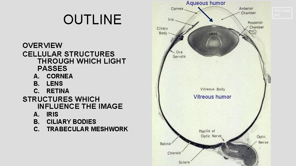Aqueous humor Ref code #6 OUTLINE OVERVIEW CELLULAR STRUCTURES THROUGH WHICH LIGHT PASSES A.
