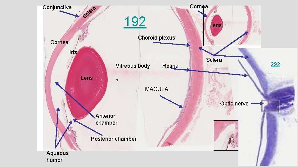 Conjunctiva Cornea a er l c S 192 lens Choroid plexus Cornea Iris Vitreous