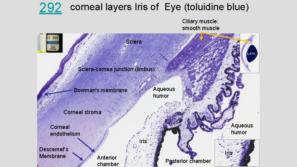 292 corneal layers Iris of Eye (toluidine blue) Ciliary muscle: smooth muscle Sclera Lens
