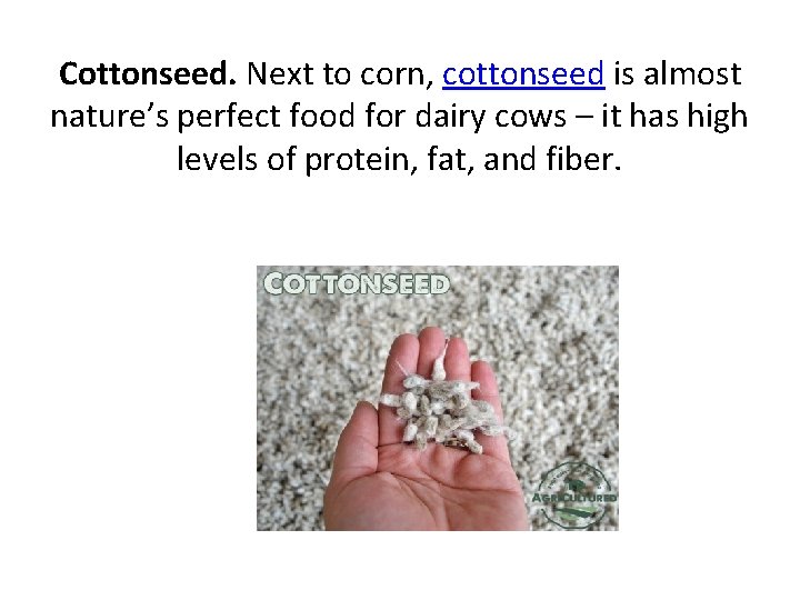 Cottonseed. Next to corn, cottonseed is almost nature’s perfect food for dairy cows –