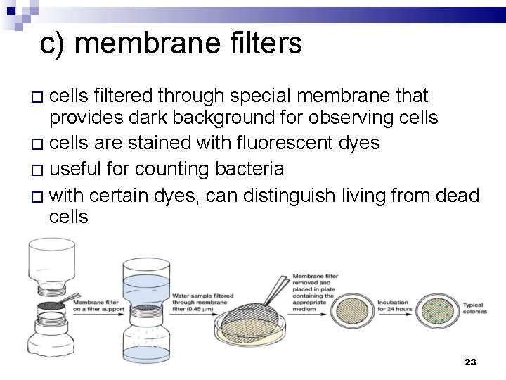 c) membrane filters � cells filtered through special membrane that provides dark background for