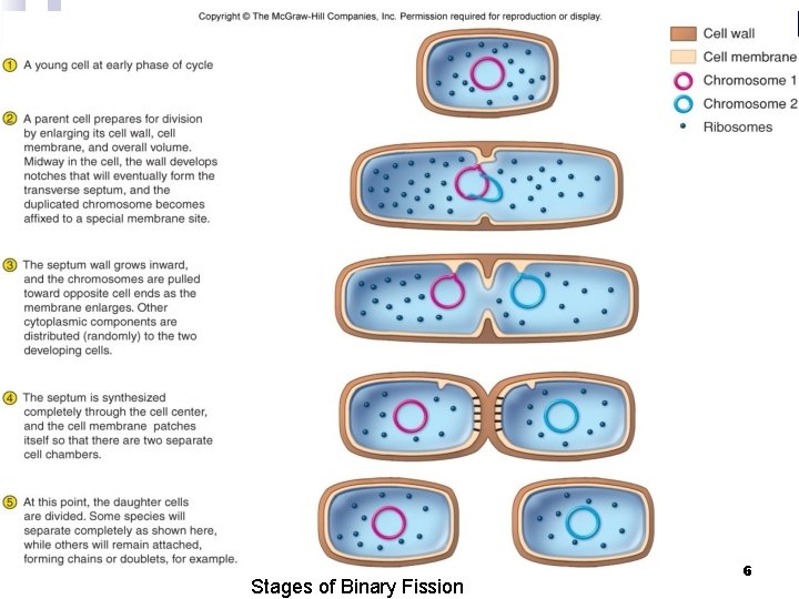 Stages of Binary Fission 6 