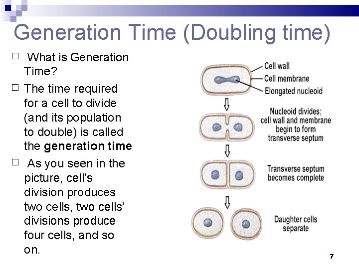 Generation Time (Doubling time) � � � What is Generation Time? The time required